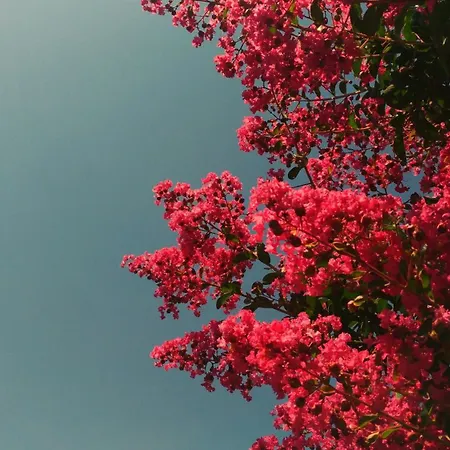 Il Giardino Di Lory